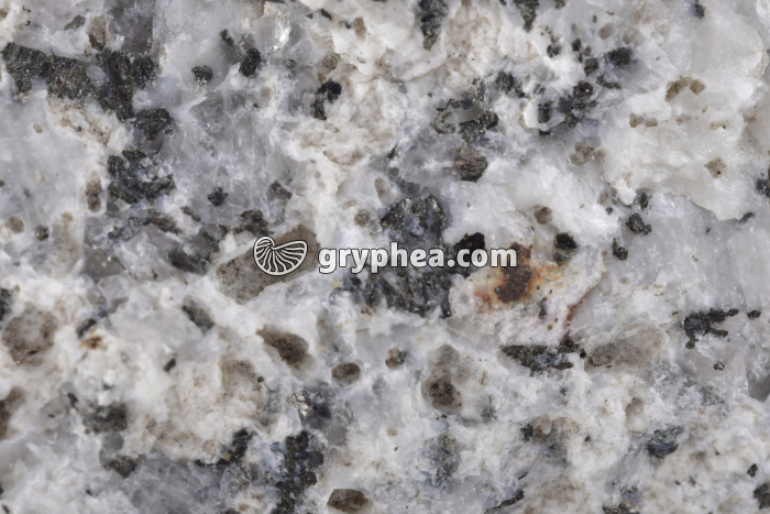 Granite (détail) - gryphea.org